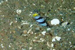 Image of Prawn-goby prawngoby shrimp-goby