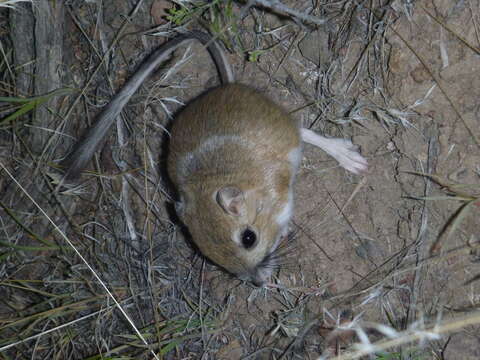 Image of Kangaroo mouse