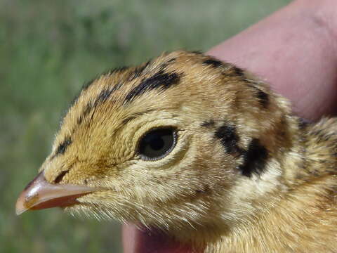 Image of Columbian Sharp-tailed Grouse