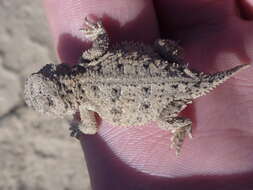 Image of Greater Short-horned Lizard