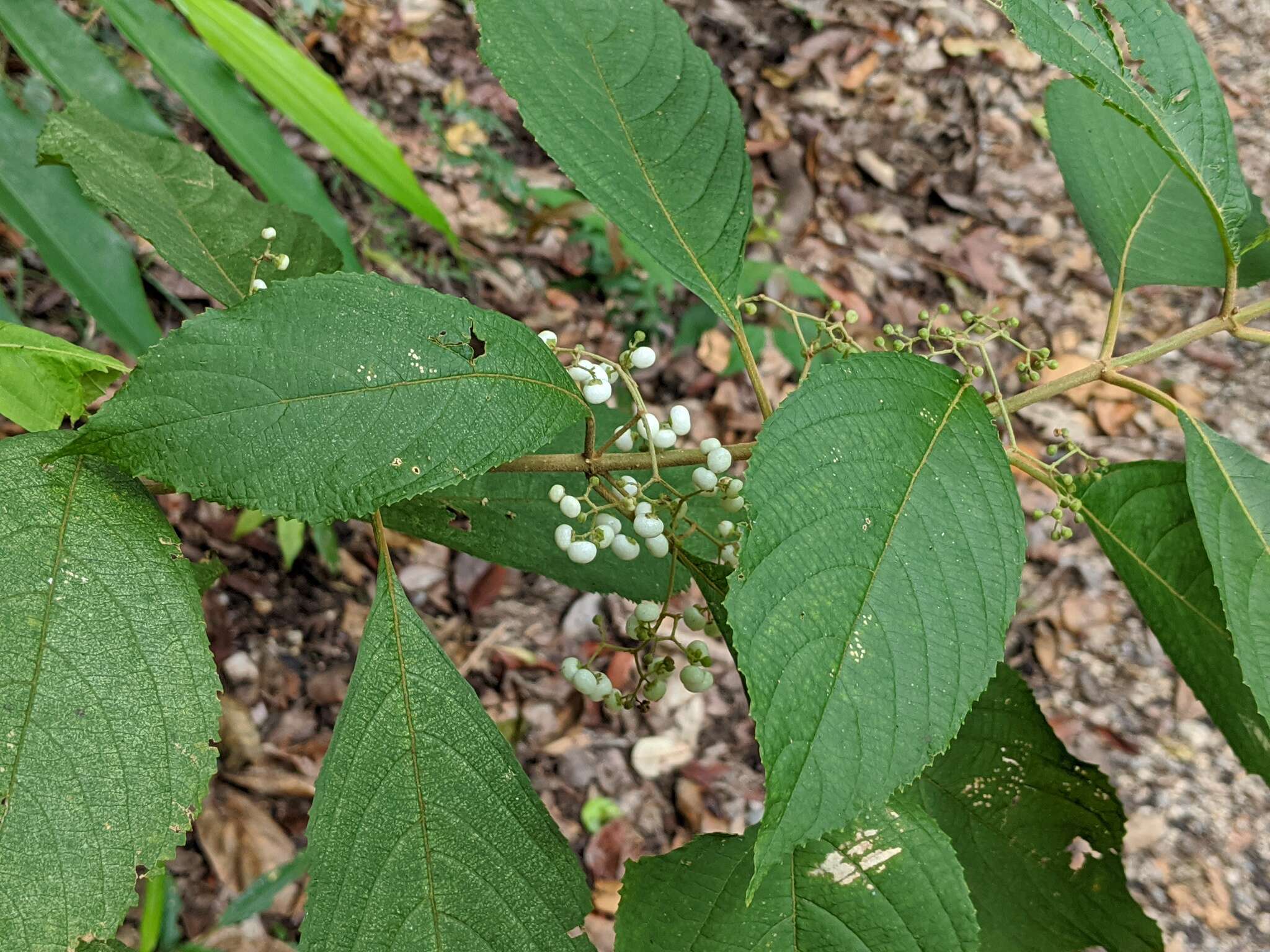 Sivun Callicarpa longifolia Lam. kuva