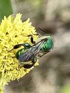 Image of Paragapostemon coelestinus (Westwood 1875)