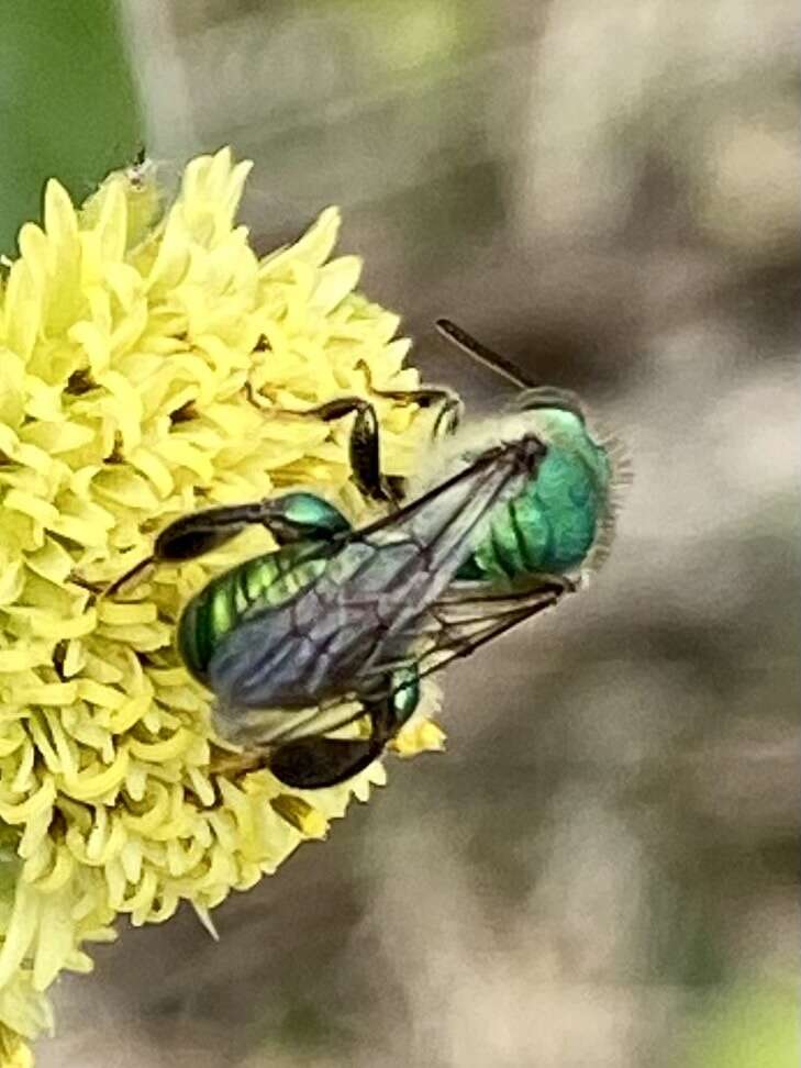 Image of Paragapostemon coelestinus (Westwood 1875)