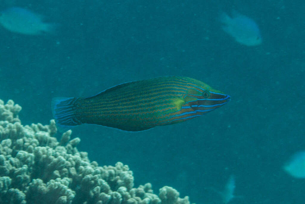 Image of Chain-lined wrasse