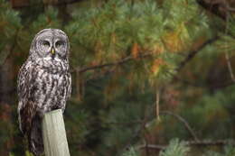 Image of Great Gray Owl