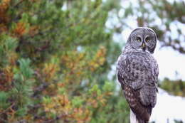 Image of Great Gray Owl