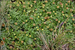 Image of Leptinella filicula (Hook. fil.) Hook. fil.