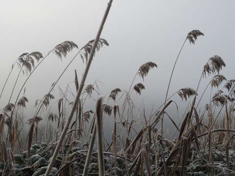 Image of common reed