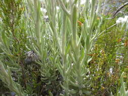 Image of Syncarpha vestita (L.) B. Nord.