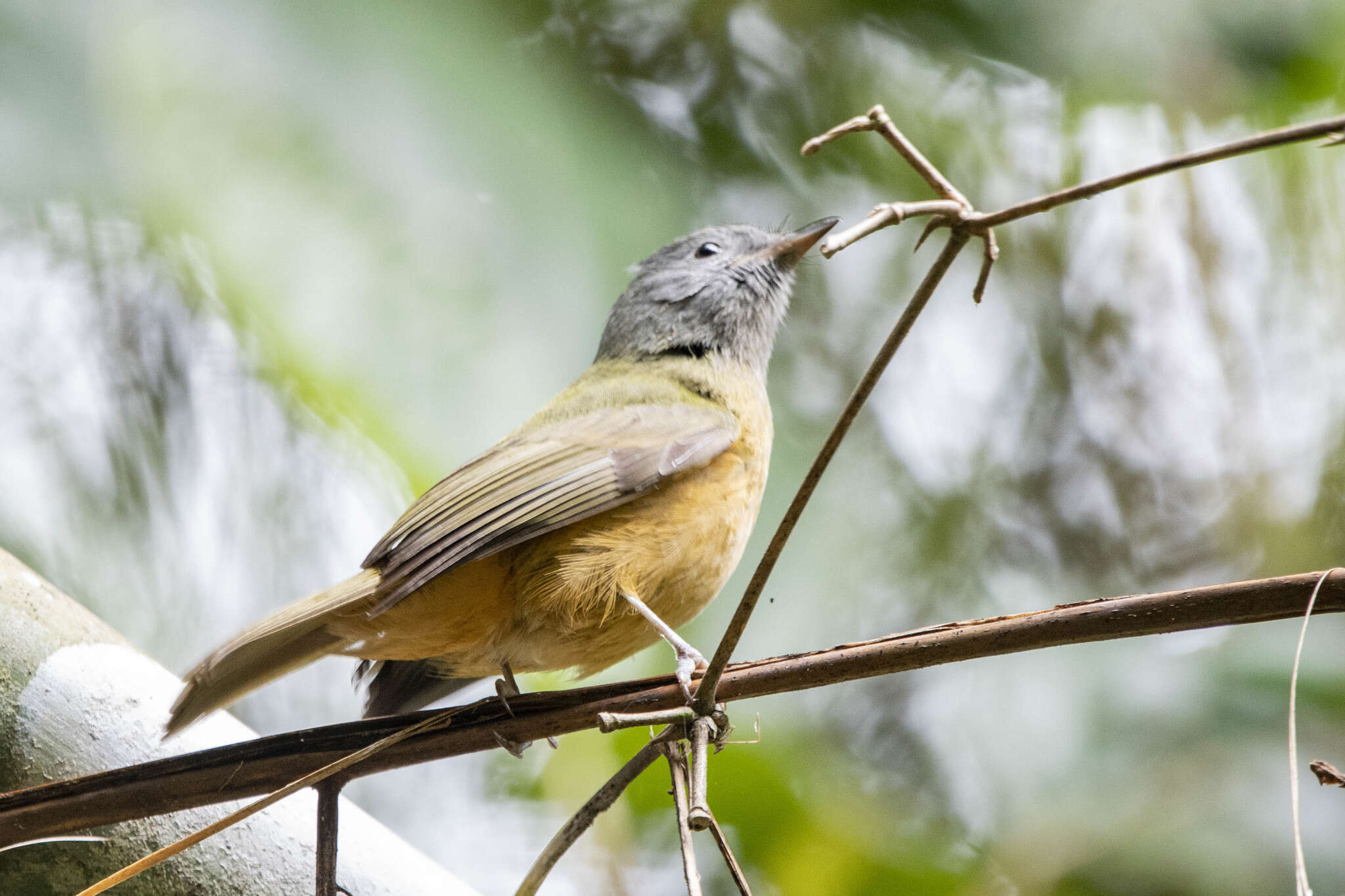 Imagem de Mionectes rufiventris Cabanis 1846