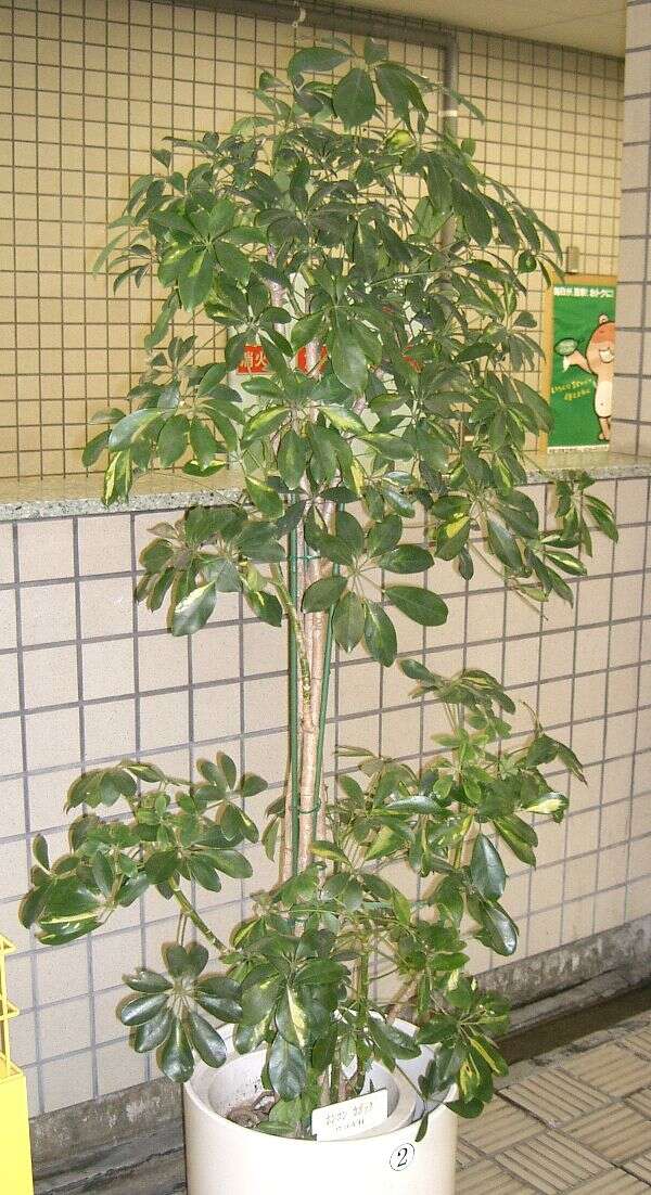 Image of Dwarf Umbrella Tree