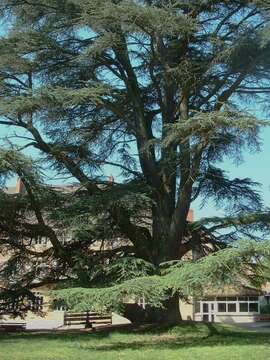 Image of Cedar of Lebanon