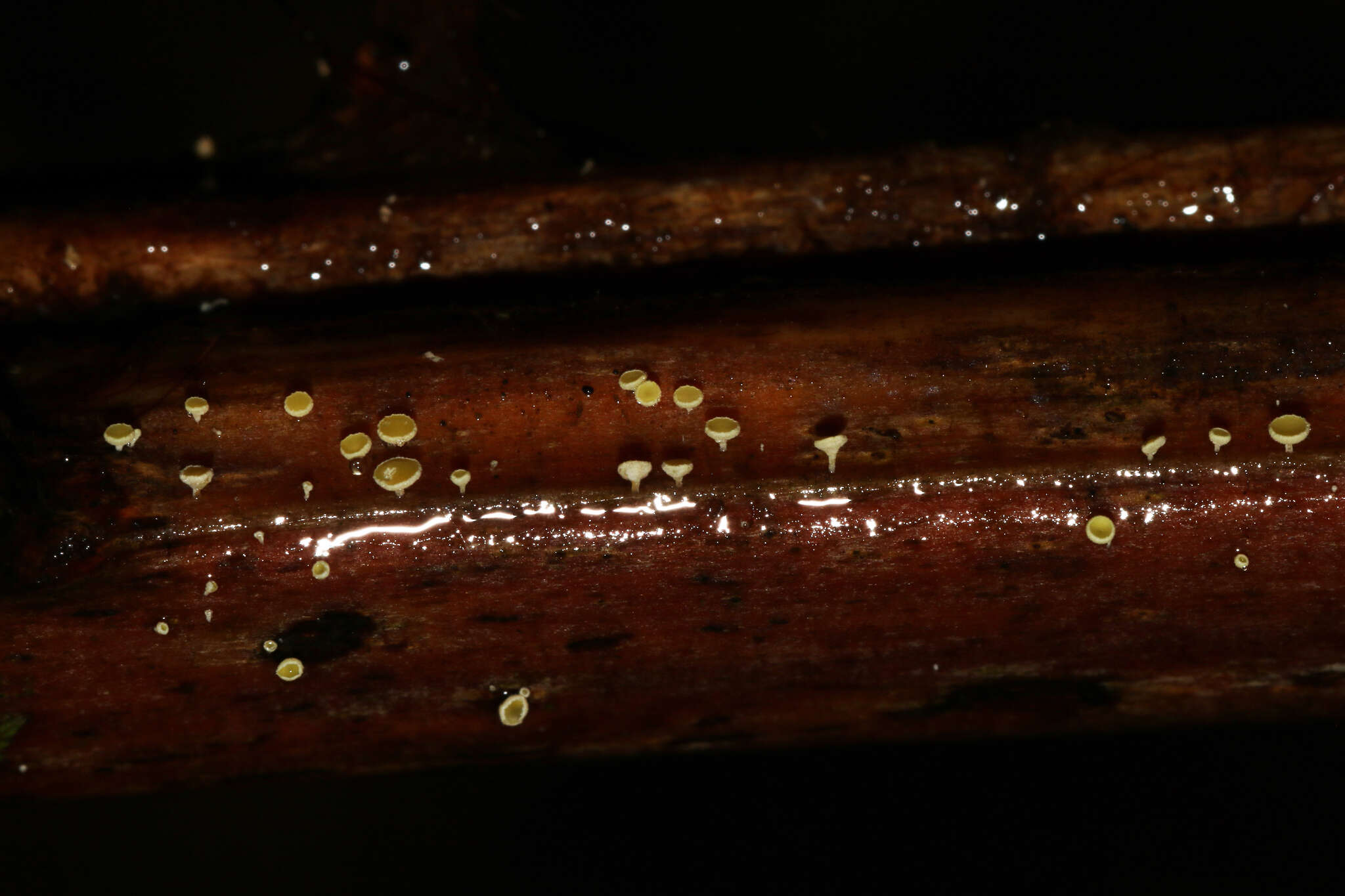 Image of Lachnum pteridophyllum (Rodway) Spooner 1987