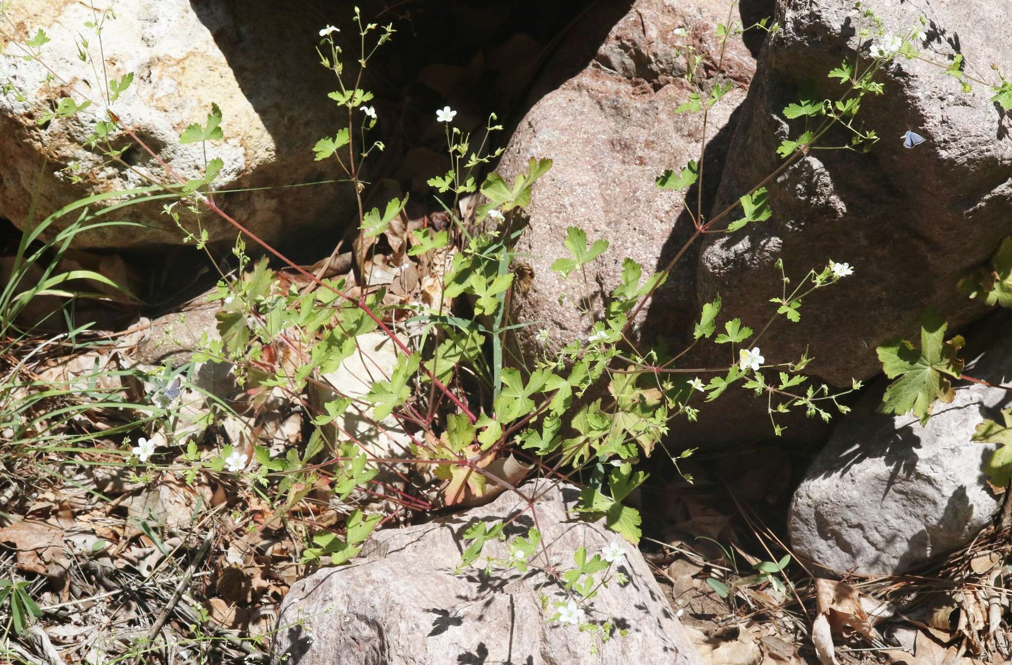 Image of Huachuca Mountain geranium