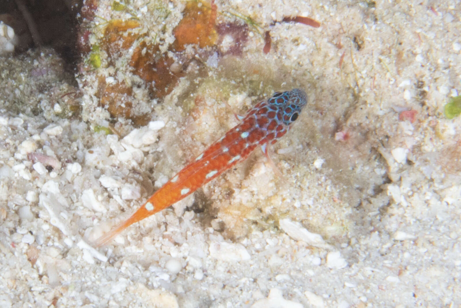 Image of Lantana dwarfgoby