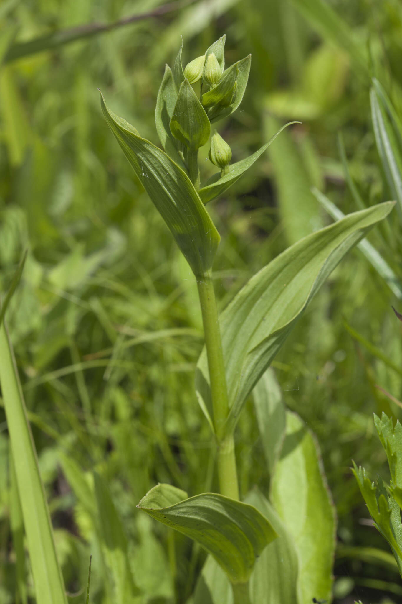 Epipactis thunbergii A. Gray resmi