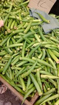 Image of okra