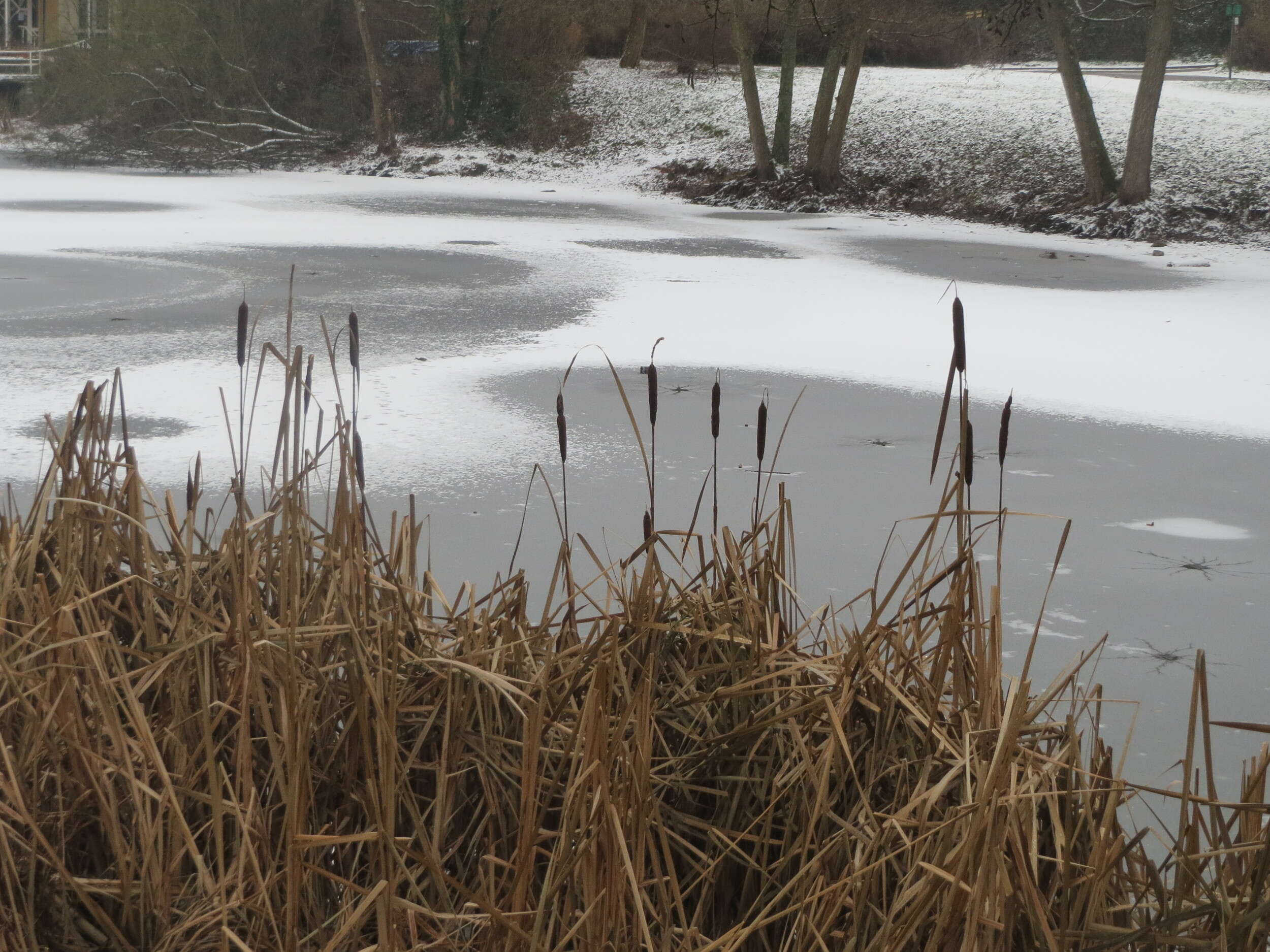 Image of broadleaf cattail