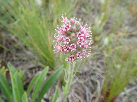 Image of Echiostachys ecklonianus (DC.) Levyns