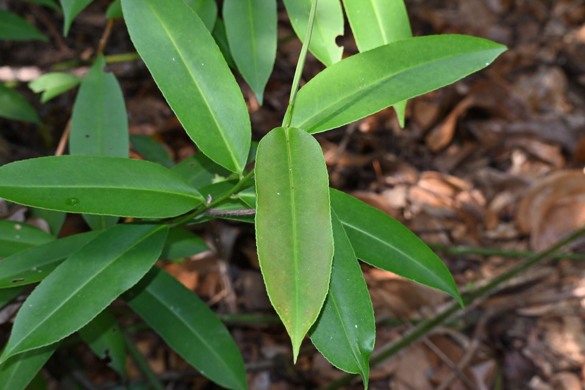 Image of Adinandra dumosa Jack