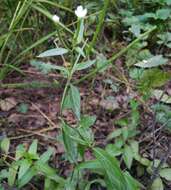 Imagem de Epilobium pseudorubescens A. K. Skvortsov