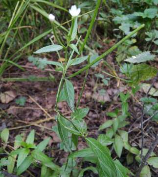 Image of Epilobium pseudorubescens A. K. Skvortsov