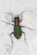 Image of Cliff tiger beetle