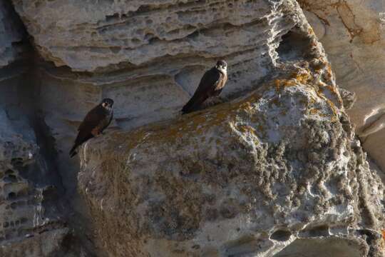 Image of Eleonora's Falcon