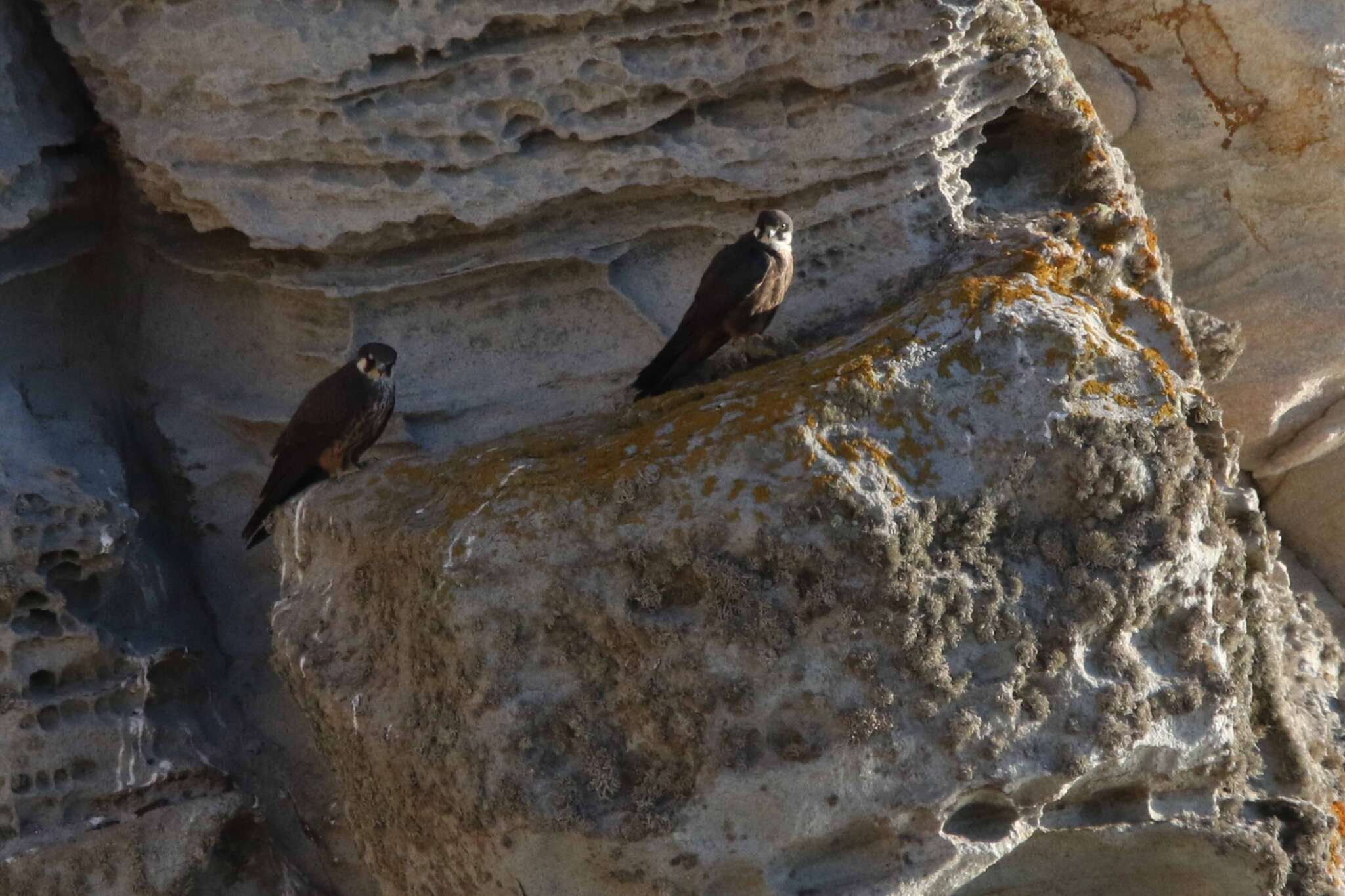 Image of Eleonora's Falcon