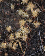 Image de Navarretia intertexta subsp. propinqua (Suksd.) A. G. Day