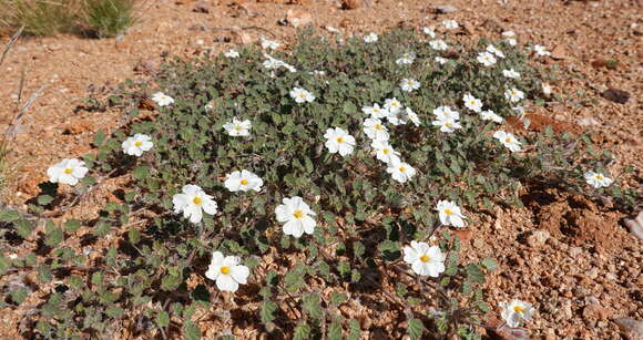 Image of Monsonia umbellata Harv.