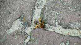 Image of Hairy-footed Bees