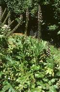 Imagem de Acanthus mollis L.