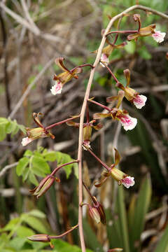 Image of Eulophia petersii (Rchb. fil.) Rchb. fil.