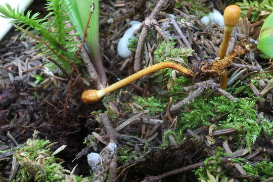 Image of Paraisaria gracilis (Grev.) Luangsa-ard, Mongkols. & Samson 2019