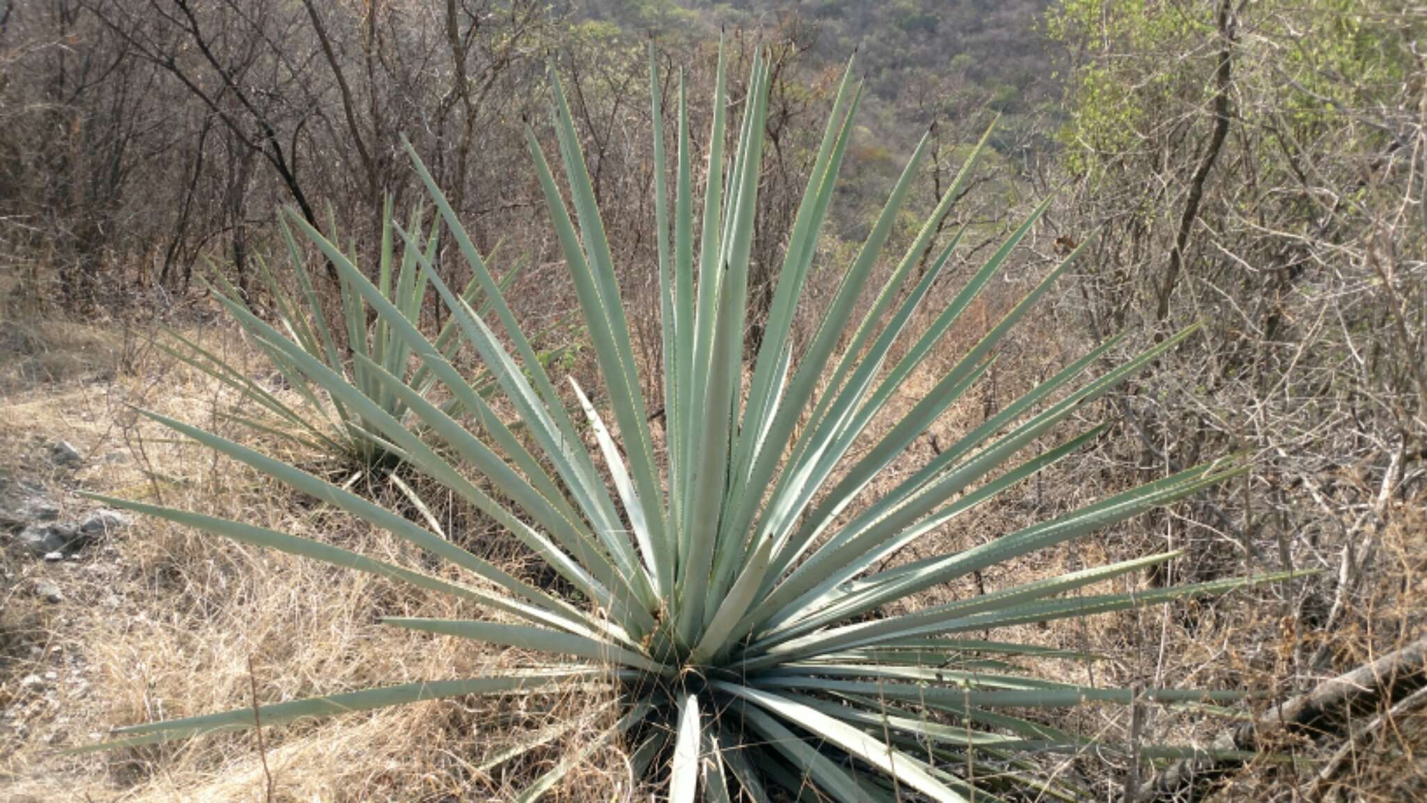 Слика од Agave vivipara L.