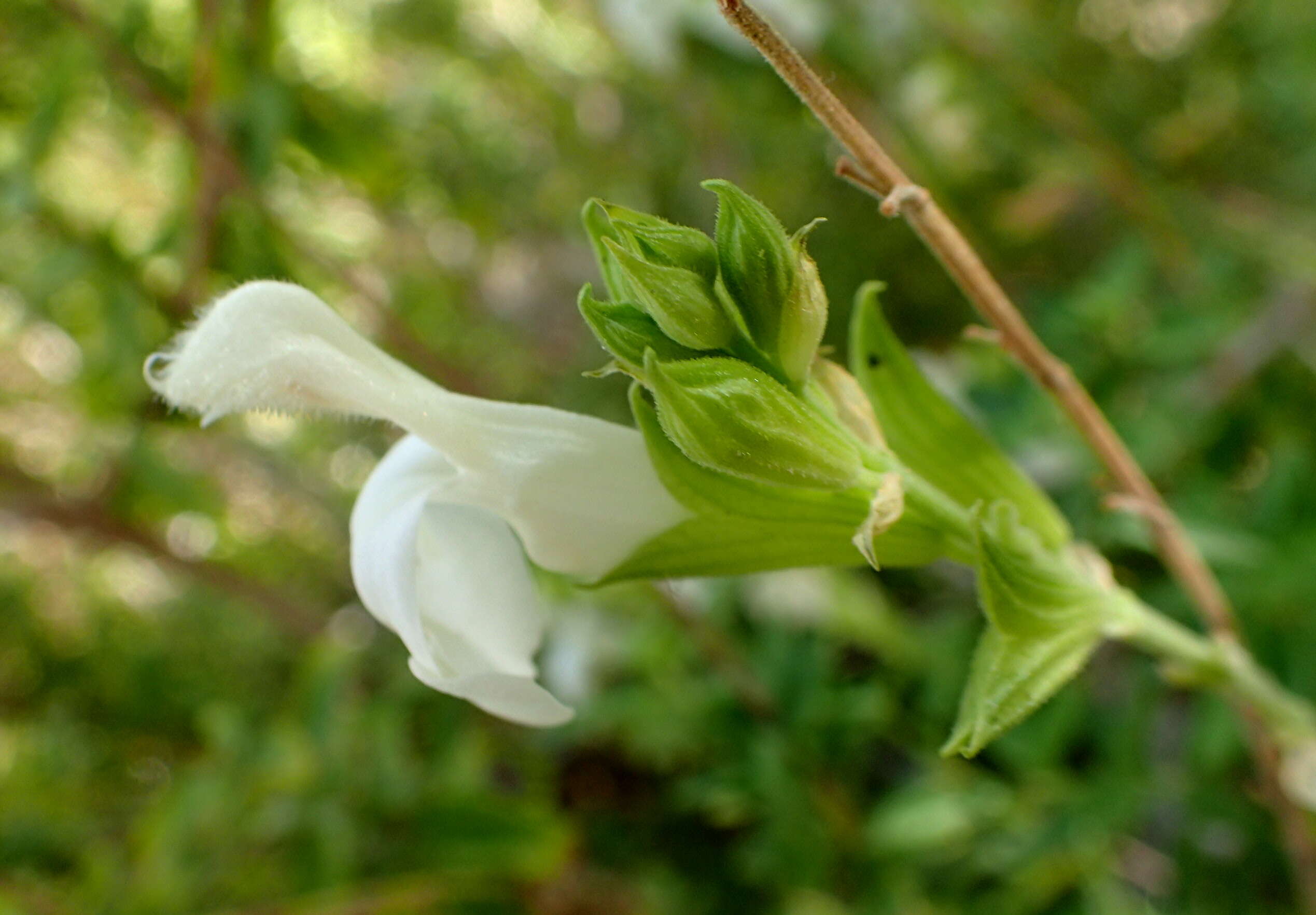 Image de Salvia greggii A. Gray