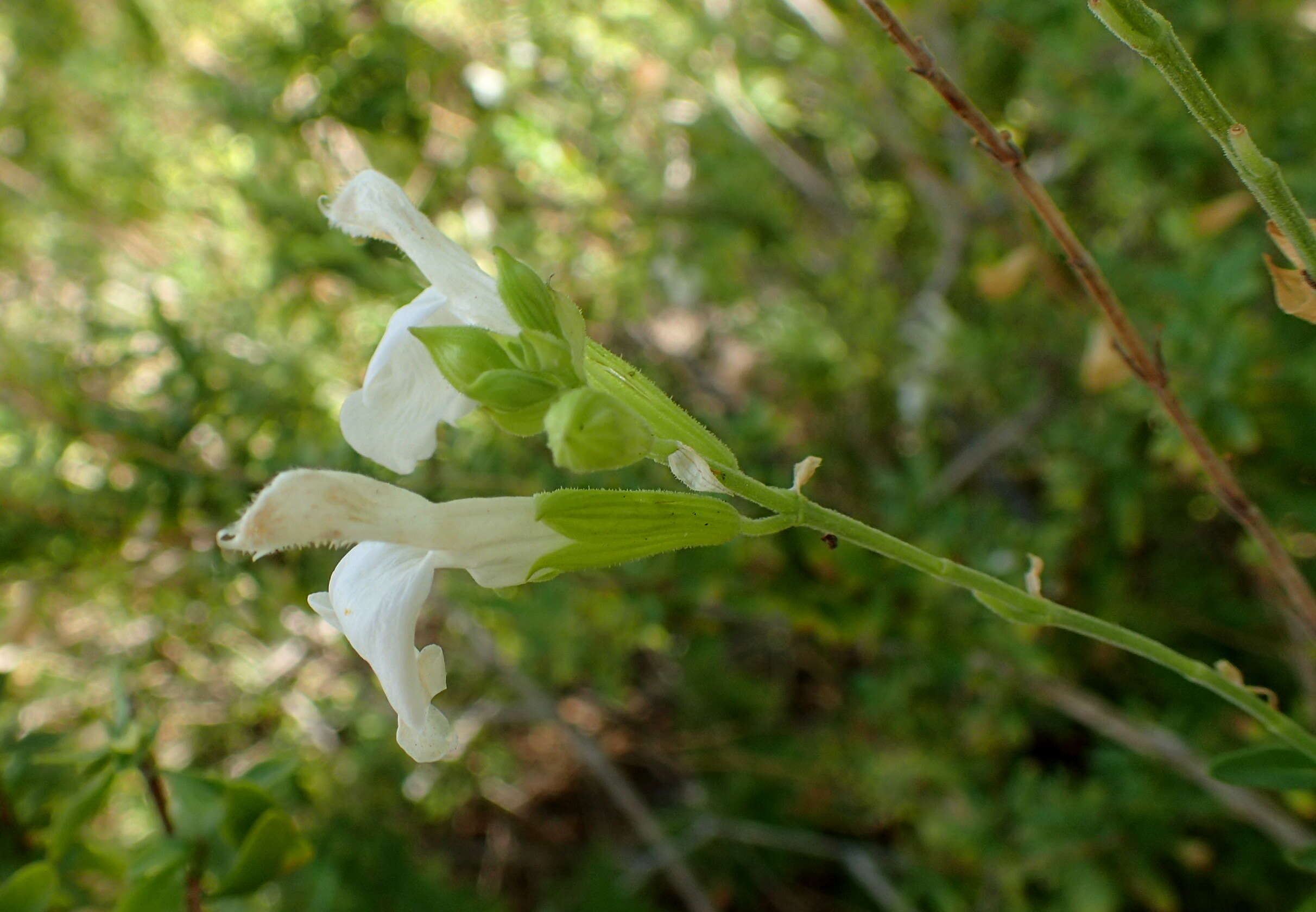 Image of autumn sage