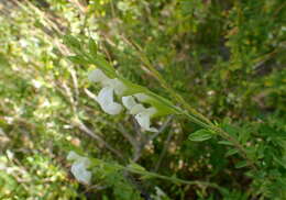 Image de Salvia greggii A. Gray