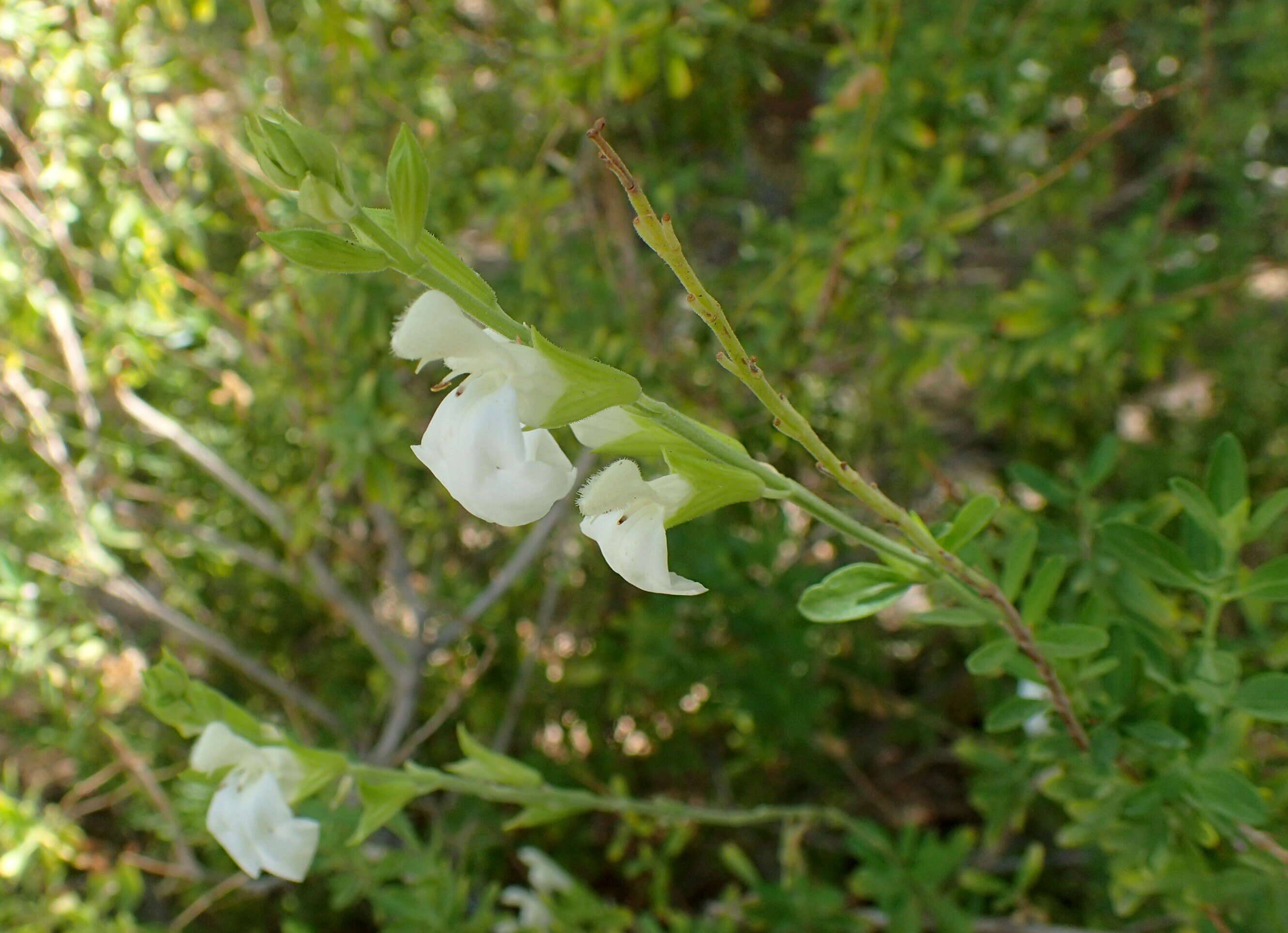 Image de Salvia greggii A. Gray