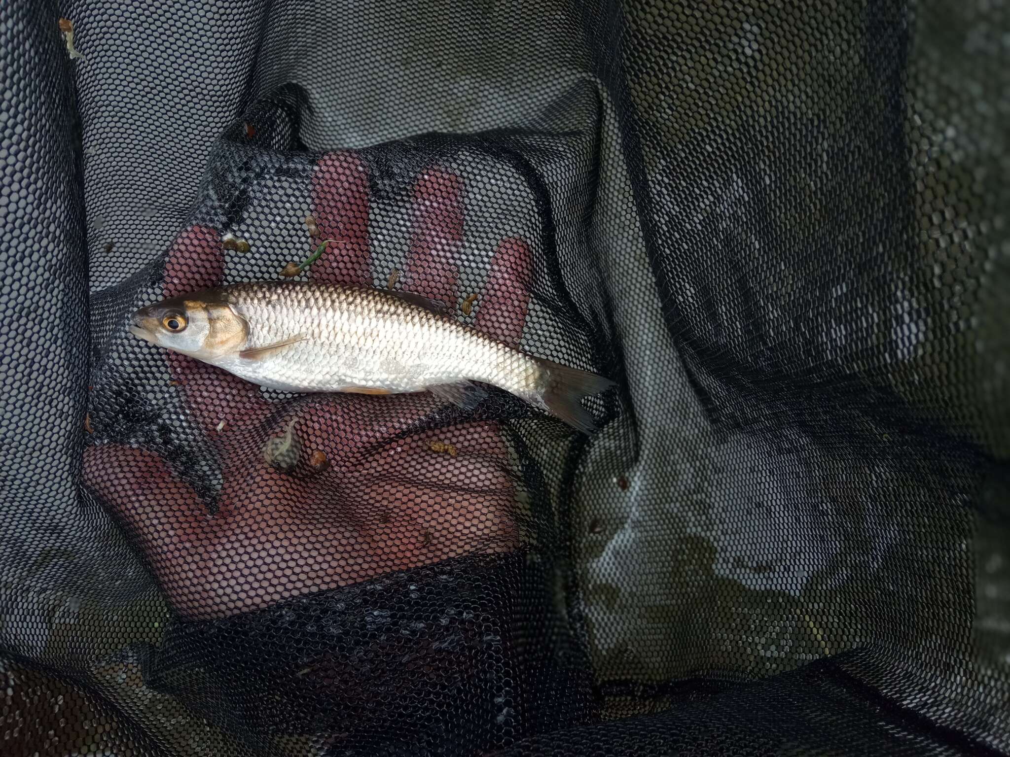 Image of Toscana stream chub