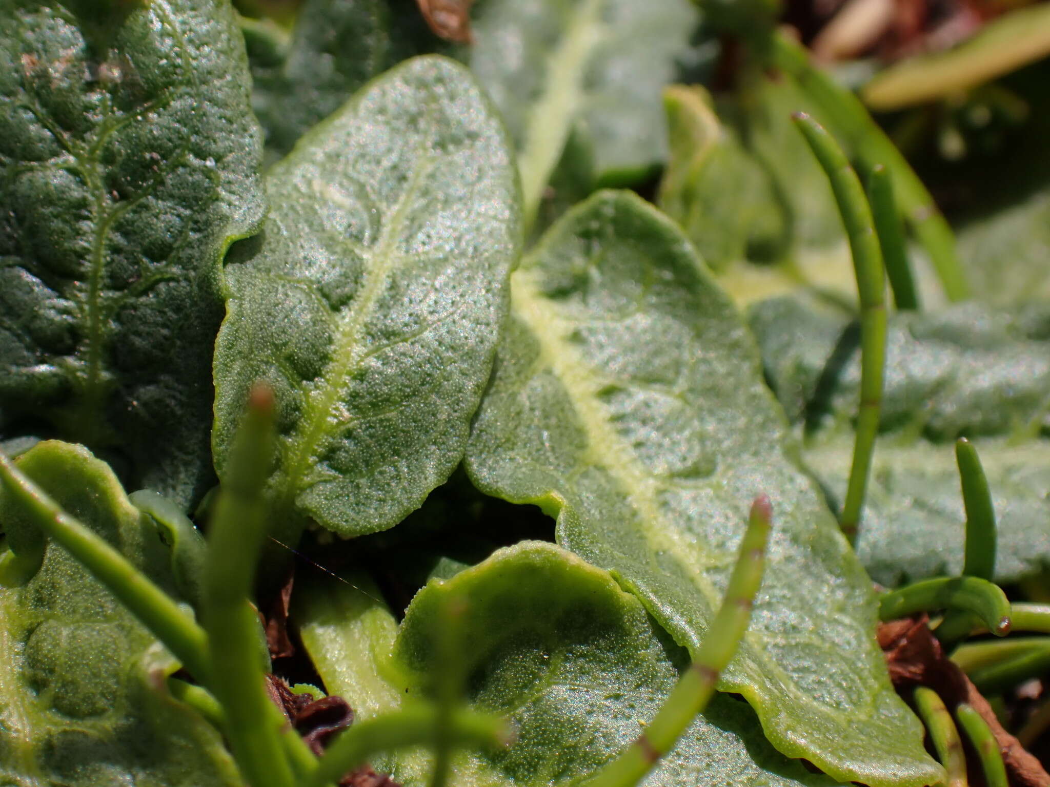 Rumex neglectus T. Kirk resmi