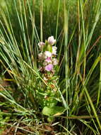 Image de Brachycorythis conica subsp. transvaalensis Summerh.