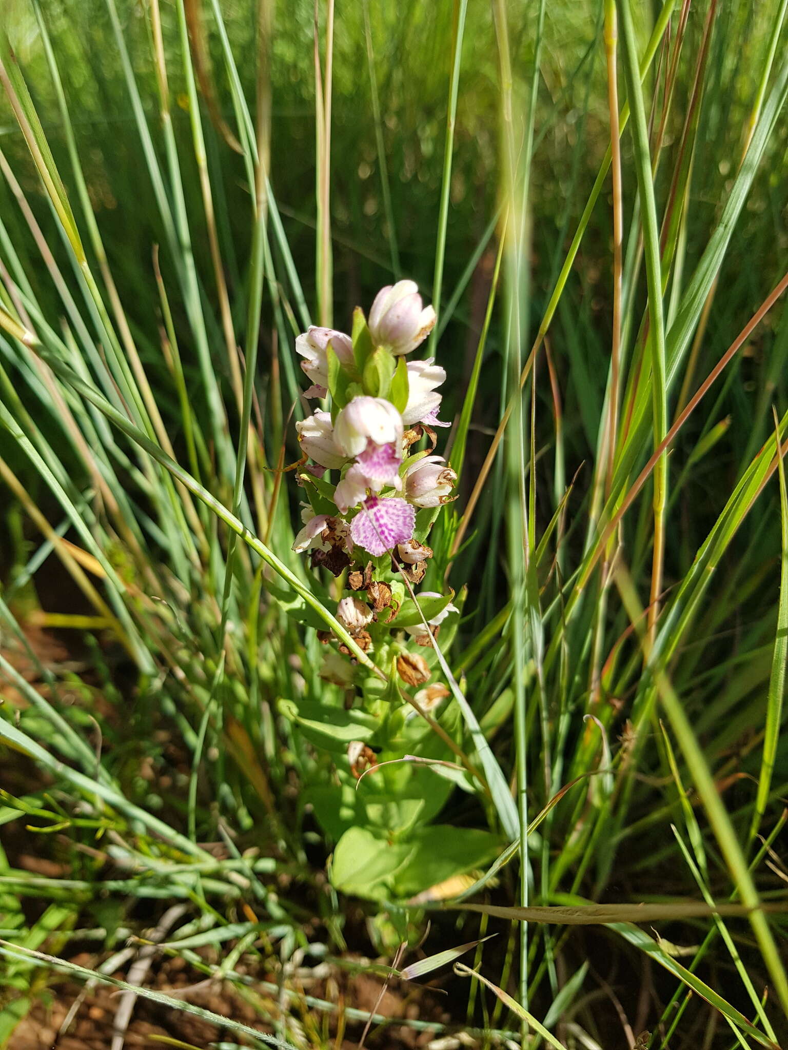 Image de Brachycorythis conica subsp. transvaalensis Summerh.