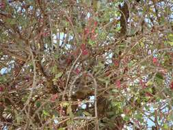 Image of Tapinanthus oleifolius (Wendl.) Danser