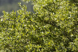 Image of Quercus mexicana Bonpl.