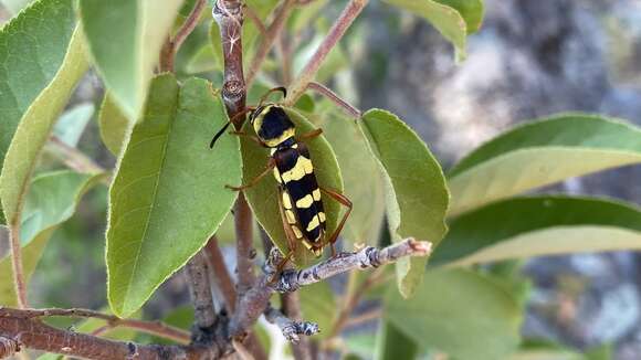 Image of Neoclytus resplendens Linsley 1935