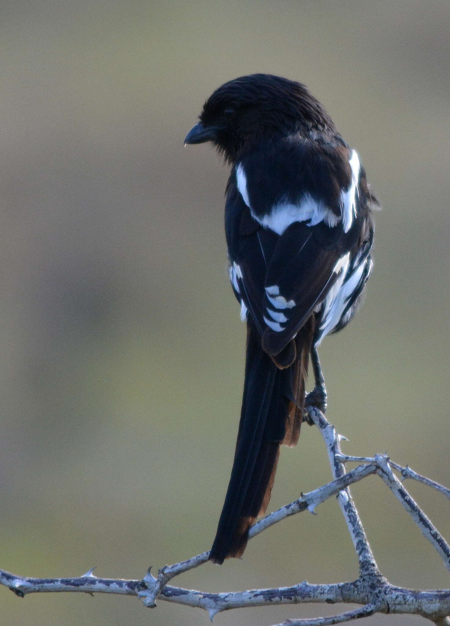 Слика од Lanius melanoleucus