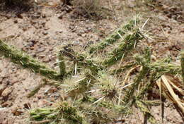 Image de Cylindropuntia acanthocarpa (Engelm. & J. M. Bigelow) F. M. Knuth