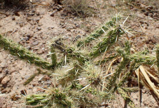 Image de Cylindropuntia acanthocarpa (Engelm. & J. M. Bigelow) F. M. Knuth